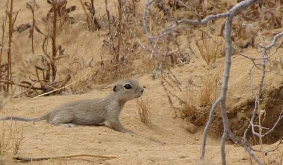 Mohave ground squirrel at burrow