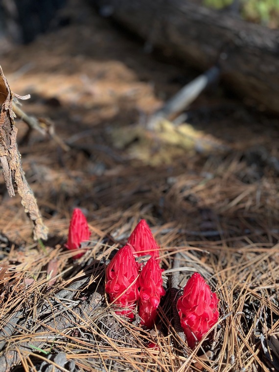 Snow plant