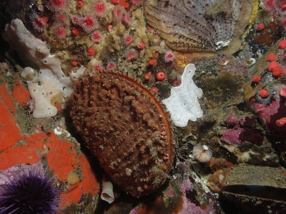 Rock Scallop