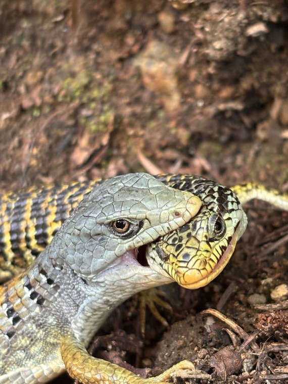 Castle Crags State Park  Northern Alligator Lizards getting ready to mate.
