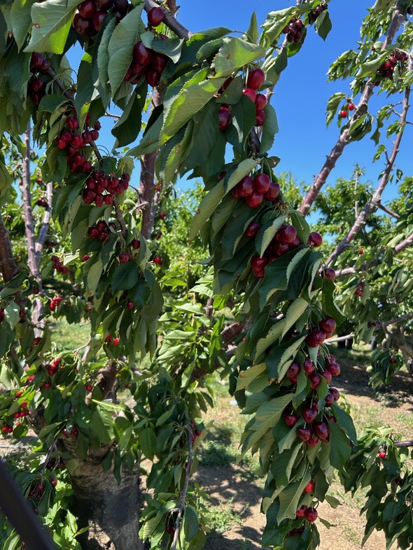 Ripe cherries on a branch