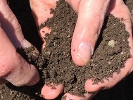 Hands holding dirt