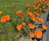 California Poppies