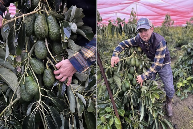 Avocado Farmer in the Delta