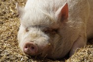 Image of a Pig
