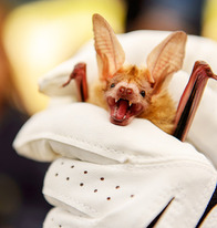 A bat yawns