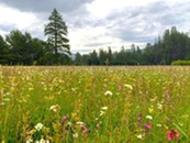 Mountian meadow