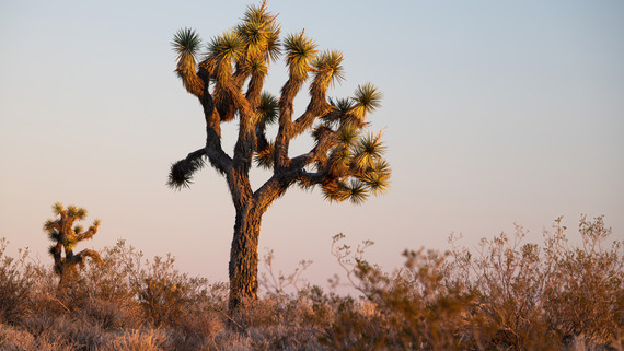Joshua Tree at suneset