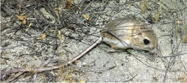 San Bernardino kangaroo rat