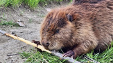 Beaver