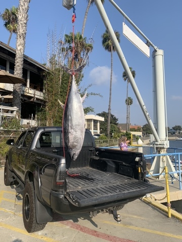 Photo of tuna illegally caught and sold at Venice Restaurant