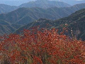 Source: Hillside Wilderness Preserve | City of Monrovia 