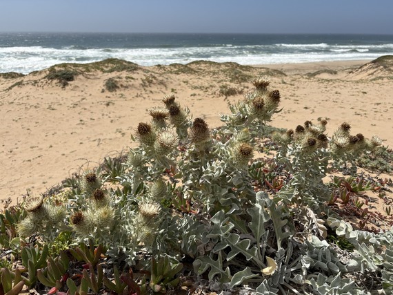 Surf thistle in bloom, growing near ice plant.