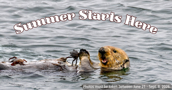 Summer Starts Here Photo Contest Graphic Sea Otter