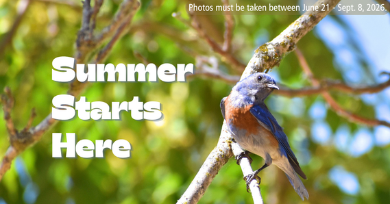 Summer Starts Here Photo Contest Graphic Bird in Tree