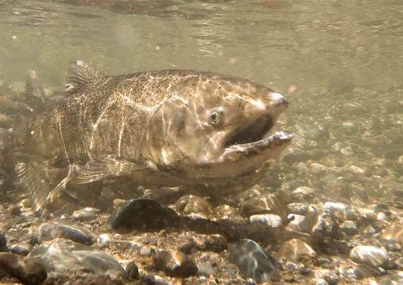 Chinook Fish