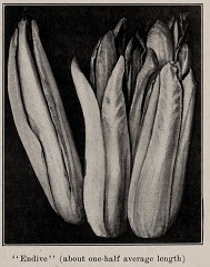 Illustration of endive