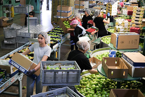 People working in a pear packing facility