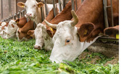 Cattle feeding