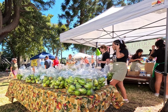 Clear plastic sacks of pears on a table in front of a shade canopy at an outdoor event