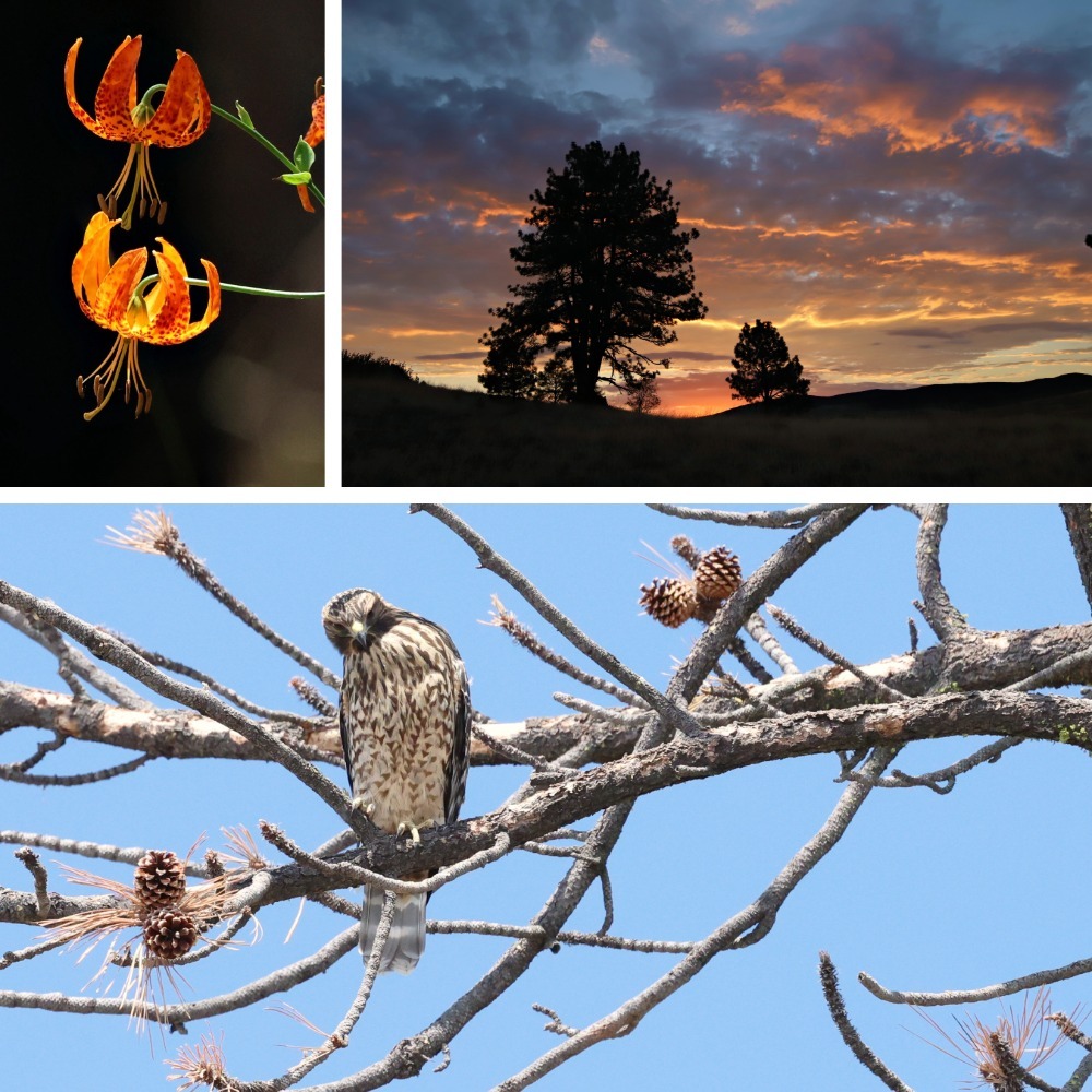 Cuyamaca Rancho SP_collage