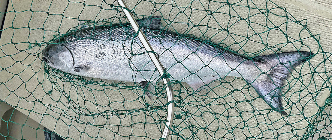 Chinook salmon in landing net