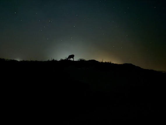 Asilomar SB_buck at dusk