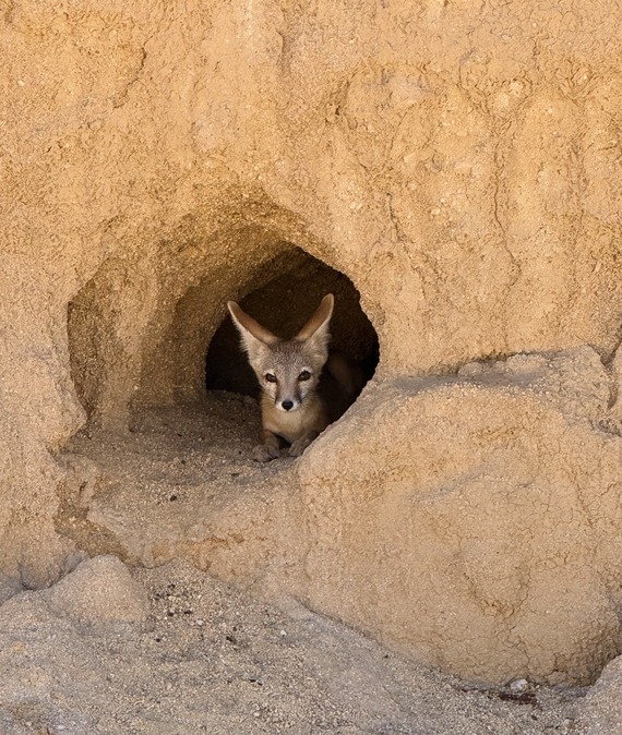 Onyx Ranch State Vehicular Recreation Area kit fox sticking head out from burrow