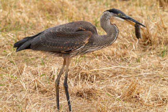 Great blue heron