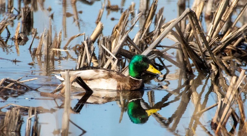 duck swimming in flooded field