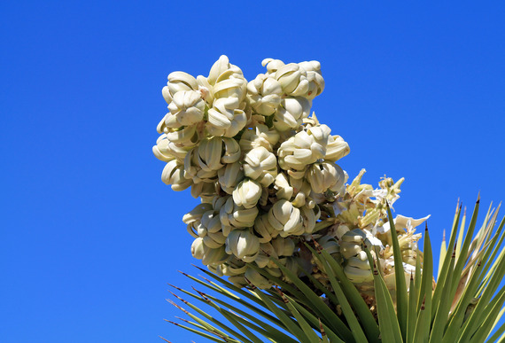 Close up photo of western Joshua tree flowers