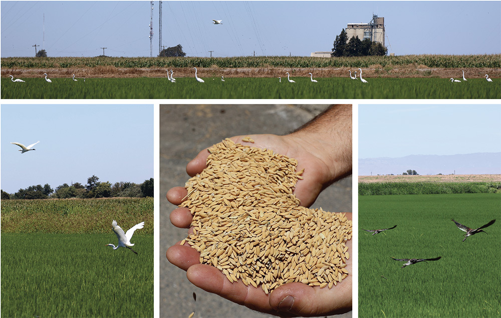 Montage of birds in rice fields, and a hand holding harvested rice
