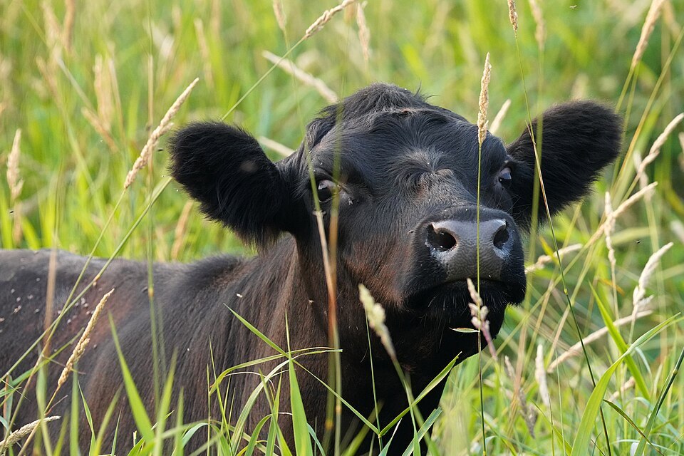 Image of a calf peering through grass