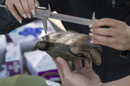 Image of a scientist measuring a turtle's shell