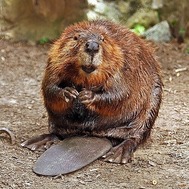 Image of an American Beaver