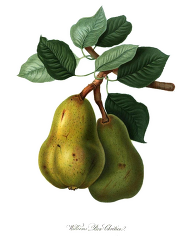 Historic color illustration of a Bartlett Pear