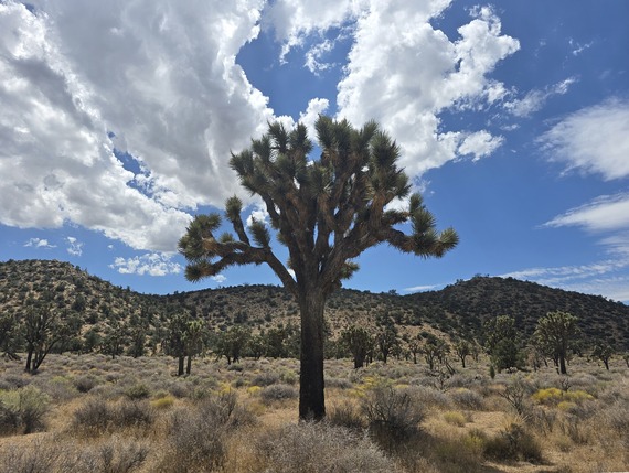 Western Joshua tree with clouds and mountains in the background