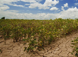 Drought resilience