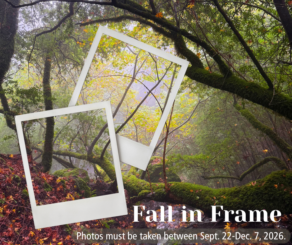 Fall in Frame Photo Contest Trees