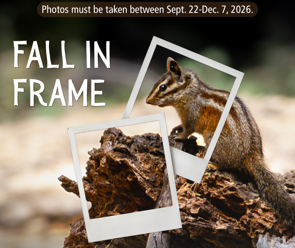 Fall in Frame Photo Contest Squirrel