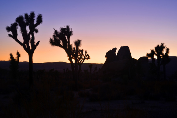 Western Joshua trees and boulders with a sunset background