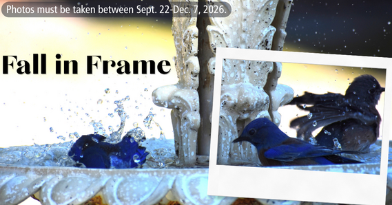 Fall in Frame Graphic with Birds in Fountain