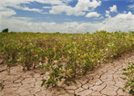 Drought resilience