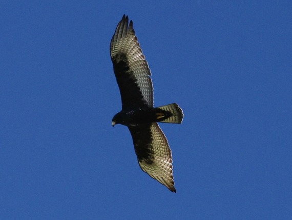 Cuyamaca Rancho State Park  A zone-tailed hawk flying above the park