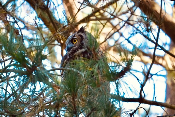 Point Lobos State Natural Reserve a great horned owl perched in a tree.