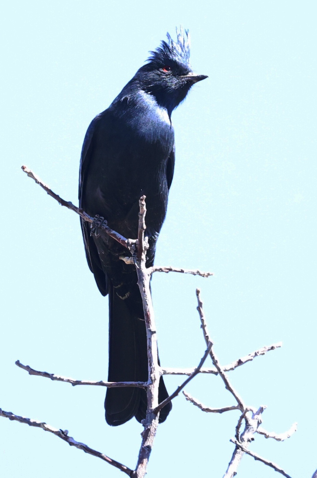 Cuyamaca Rancho state park male phainopepla black goth cardinal