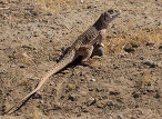 Blunt-nosed leopard lizard