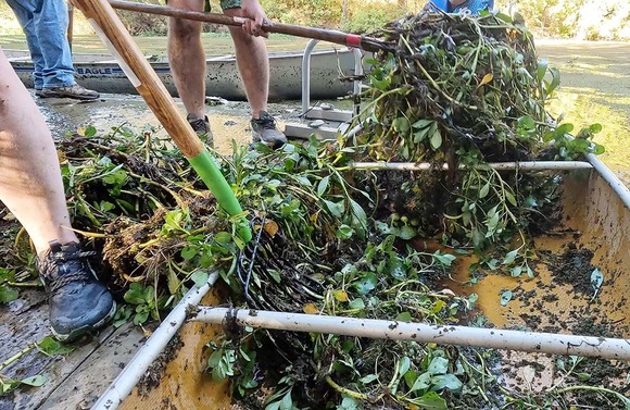 People with pitchforks lift pulled invasive water plants from a canoe