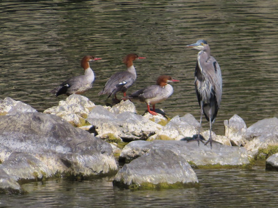 Mergansers