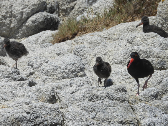 Long Awaited Black Oystercatcher Nesting Success at Asilomar State Beach Chicks With Parent